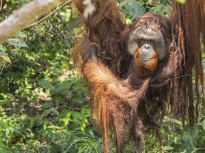 Orang Utan Jojo Merdeka Usai 20 Tahun Terkurung Orang Utan Jojo Merdeka Usai 20 Tahun Terkurung