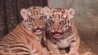 Anak Harimau Benggala Usia 8 Bulan Mati di Bandung Zoo, Penyebab Diselidiki