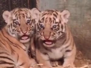 Dua Anak Harimau Lahir di Tengah Kisruh Bandung Zoo Dua Anak Harimau Lahir di Tengah Kisruh Bandung Zoo