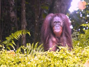 Hari Orang Utan Sedunia 2025, CAN Soroti Kondisi Habitat di Kaltim Hari Orang Utan Sedunia 2025, CAN Soroti Kondisi Habitat di Kaltim