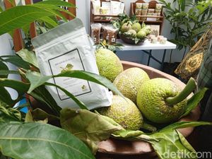 Potensi Sukun Jadi Jalan Baru Kedaulatan Pangan Negeri Potensi Sukun Jadi Jalan Baru Kedaulatan Pangan Negeri