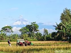 Gunung Semeru Erupsi 3 Kali Luncurkan Abu Vulkanik 800 Meter