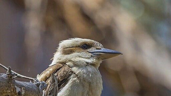 Fenomena Aneh di Australia, Burung Liar Ini Bisa Berubah Jadi Betina!