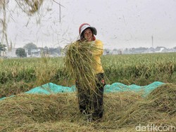 Penjaminan KUR Pertanian Capai Rp 35,78 T, Total 650 Ribu Penerima