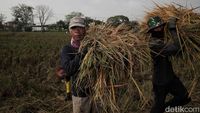 Panen Raya Padi di Pulo Timaha Kabupaten Bekasi