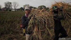 Panen Raya Padi di Pulo Timaha Kabupaten Bekasi