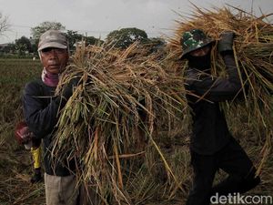 Panen Raya Padi di Pulo Timaha Kabupaten Bekasi Panen Raya Padi di Pulo Timaha Kabupaten Bekasi