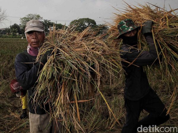 Panen Raya Padi di Pulo Timaha Kabupaten Bekasi