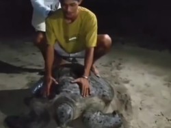 Pemuda di Kaltim Diamankan Polisi gegara Viral Tunggangi Penyu