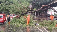 Hujan dan Angin Kencang, 10 Pohon di Jaksel-Jaktim Tumbang