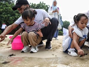 200 Tukik Penyu Sisik Dilepas ke Laut Pulau Bidadari 200 Tukik Penyu Sisik Dilepas ke Laut Pulau Bidadari
