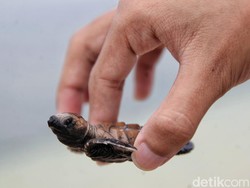 27 November Memperingati Hari Apa? Ini Penjelasannya