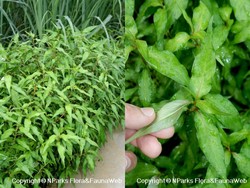 Daun Kesum Khas Kalimantan: Ciri, Manfaat, dan Aneka Olahannya