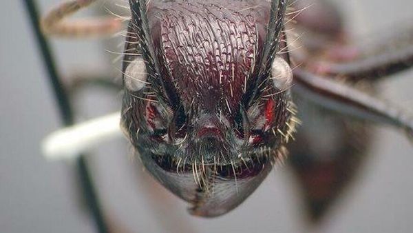 Deretan Hewan Paling Menakutkan di Dunia, Bikin Merinding!