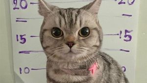 Kucing Ditangkap karena Cakar-cakar Polisi, Langsung Diproses