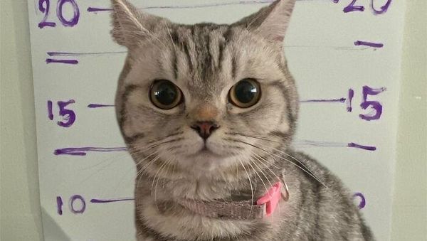 Kucing Ditangkap karena Cakar-cakar Polisi, Langsung Diproses