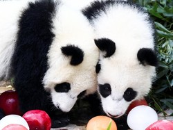 2 Giant Panda Mau Dipulangkan ke China, Bonbin di Jepang Dibanjiri Pengunjung