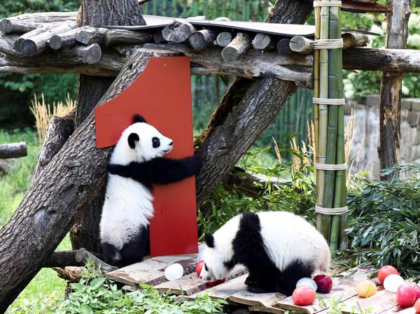 Gemasnya Panda Kembar Pertama Jerman Rayakan Ultah Ke-1