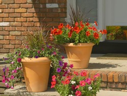 Kenapa Tanaman Hias Cepat Layu dan Mati? Ini 5 Penyebabnya