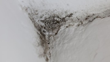 Noda Hitam di Kamar Mandi Bisa Jadi Black Mold, Begini Cara Basminya