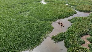 Lautan Eceng Gondok Tutupi Waduk Selorejo Malang