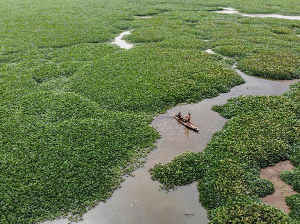 Lautan Eceng Gondok Tutupi Waduk Selorejo Malang