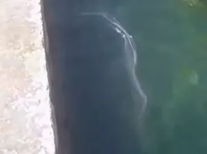 Lendir Misterius Bikin Geger Pantai Populer Turis di Malta, Berbau Amis Lendir Misterius Bikin Geger Pantai Populer Turis di Malta, Berbau Amis