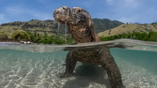 Karya Luar Biasa Finalis Kontes Fotografer Laut, Banyak di Indonesia