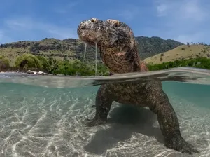 Karya Luar Biasa Finalis Kontes Fotografer Laut, Banyak di Indonesia Karya Luar Biasa Finalis Kontes Fotografer Laut, Banyak di Indonesia