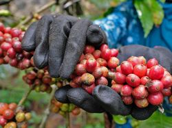 Kopi Semendo, Si Robusta Kuat dari Lereng Bukit Barisan