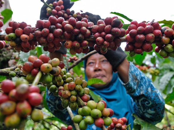 Panen Kopi Robusta di Temanggung Melimpah Tahun Ini