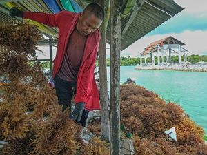 Petani Wakatobi Tekuni Budidaya Rumput Laut Coklat