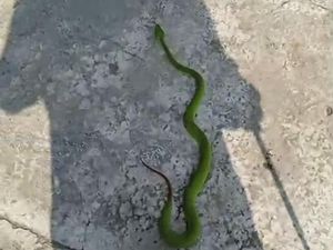 Ular Viper Berbisa Tinggi Ngumpet di Gudang Warga Jaten Karanganyar Ular Viper Berbisa Tinggi Ngumpet di Gudang Warga Jaten Karanganyar