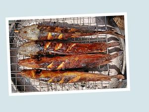 Bolehkah Konsumsi Lele yang Makan Kotoran Manusia? Bolehkah Konsumsi Lele yang Makan Kotoran Manusia?