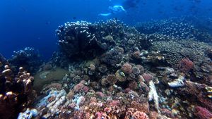 Menikmati Keindahan Terumbu Karang di Oluhuta Paradise Gorontalo