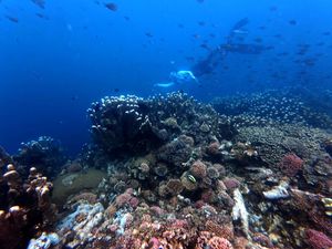 Menikmati Keindahan Terumbu Karang di Oluhuta Paradise Gorontalo