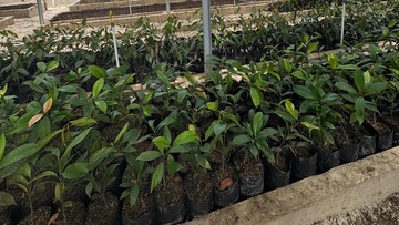 Polda Riau Inisiasi 'Bank Pohon': Upaya Hijaukan Riau dan Edukasi Masyarakat