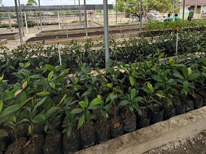 Polda Riau Bangun Bank Pohon: Pusat Pembibitan dan Edukasi untuk Riau Hijau Polda Riau Bangun Bank Pohon: Pusat Pembibitan dan Edukasi untuk Riau Hijau