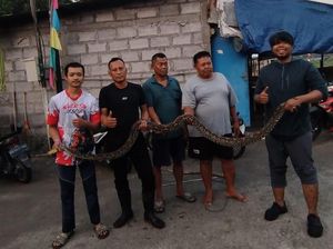 Cerita Susahnya Evakuasi Ular Sanca Kembang 4 Meter Masuk Warung di Boyolali Cerita Susahnya Evakuasi Ular Sanca Kembang 4 Meter Masuk Warung di Boyolali