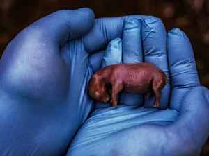 Bakteri Purba Bunuh Badak Putih Langka Sejak dalam Kandungan