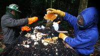 Panen Madu Lebah Hutan Seulawah, Rezeki Manis dari Alam Aceh