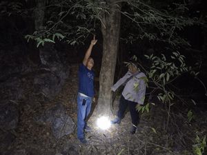 Lansia di Kupang Tewas Jatuh dari Pohon Asam 8 Meter Lansia di Kupang Tewas Jatuh dari Pohon Asam 8 Meter