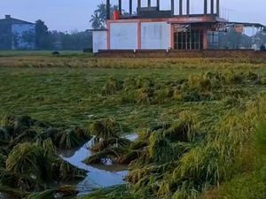 Ratusan Hektare Lahan Sawah di OKU Timur Ambruk, Petani Terancam Gagal Panen Ratusan Hektare Lahan Sawah di OKU Timur Ambruk, Petani Terancam Gagal Panen