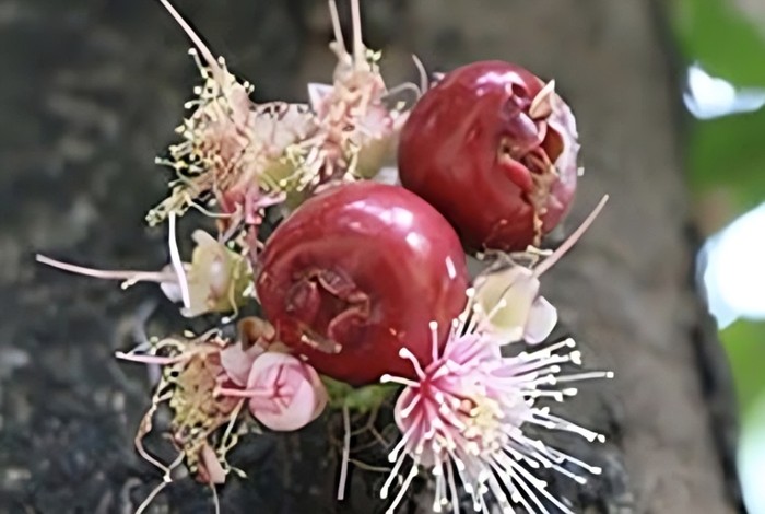 Misteri Sulawesi Terkuak Permata Baru Dunia Tumbuhan Ditemukan di Tenggara