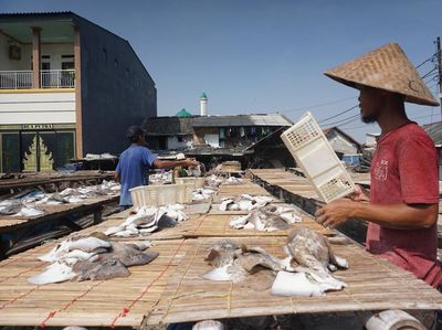 KKP Catat Produksi Perikanan Alami Kenaikan