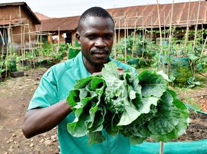 Pemuda Uganda Sulap Daerah Kumuh Jadi Oase Pertanian Perkotaan