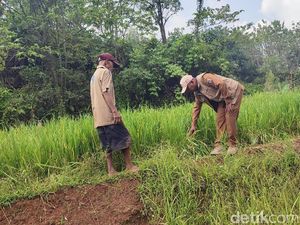 Gerombolan Monyet Liar Rusak Sawah dan Kebun Warga di Ciamis Gerombolan Monyet Liar Rusak Sawah dan Kebun Warga di Ciamis