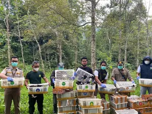 BKSDA Bengkulu-Lampung Lepas Liarkan 1.300 Burung di Kaki Gunung Rajabasa BKSDA Bengkulu-Lampung Lepas Liarkan 1.300 Burung di Kaki Gunung Rajabasa