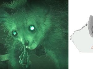 Ilmuwan Selidiki Perilaku Hewan Primata yang Ketahuan Mengupil Ilmuwan Selidiki Perilaku Hewan Primata yang Ketahuan Mengupil