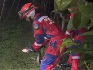 King Cobra Kawin Bikin Heboh, Langsung Digerebek Damkar Tasikmalaya King Cobra Kawin Bikin Heboh, Langsung Digerebek Damkar Tasikmalaya